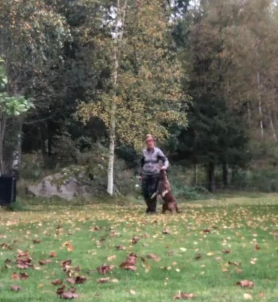 1-dagskurs i FÖLJSAMHET - Steg 1