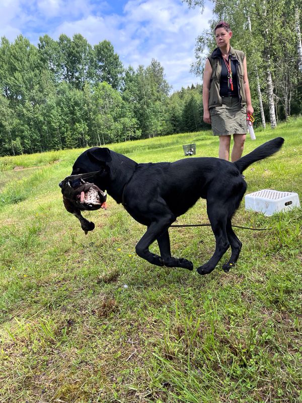 Retriever mot jakt och nybörjarklass (Från Ca 18 månaders ålder)
