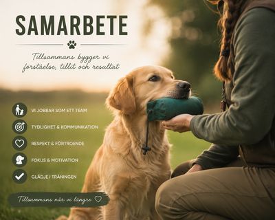 Samarbete