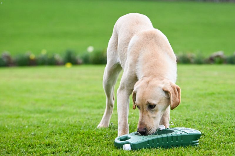Porta-Bowl® Hopfällbar 4L Vatten- & Matskål för Hund
