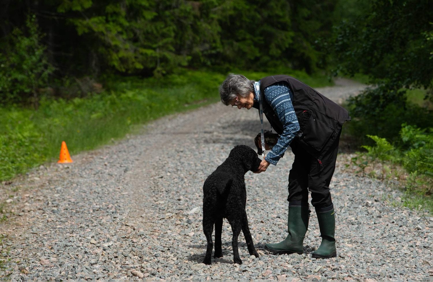 Sommarkurs för Spaniel &amp; Retriever-trygga avlämningar från 9 månader &amp; uppåt