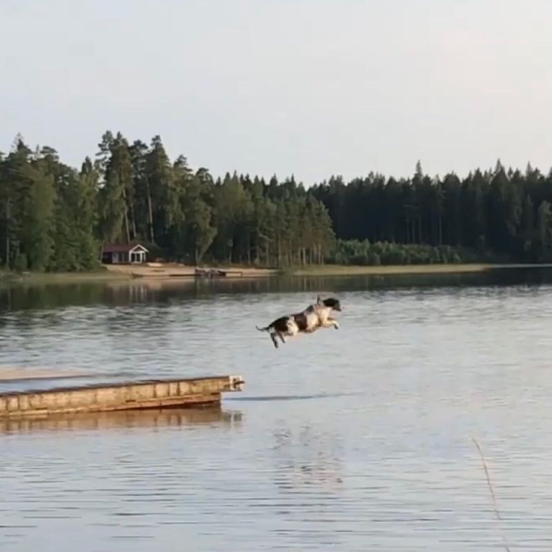 Unga Spaniel (Från Ca 18 månaders ålder) Söndagar