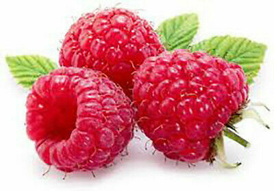 Saracino Flavour Paste -RASPBERRY -Συμπυκνωμένη Πάστα Βατόμουρο 200γρ Saracino Flavour Paste -RASPBERRY -Συμπυκνωμένη Πάστα Βατόμουρο 200γρ