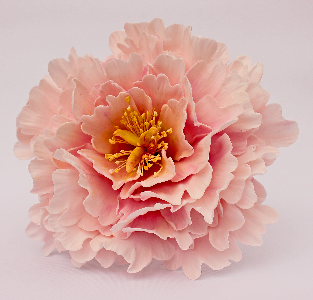 FMM Flower Cutters -PEONY Set of 4 - Σετ 4τεμ κουπ πατ Παιώνια-∞∞∞