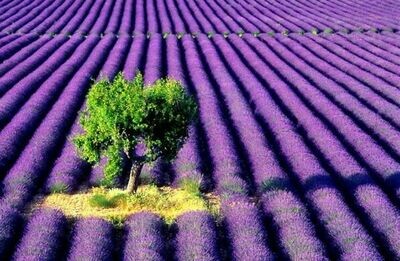 Lavender