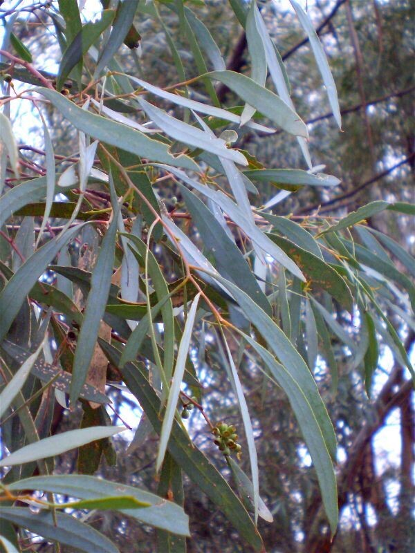 Eucalyptus, Blue