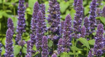 Hyssop Decumbens