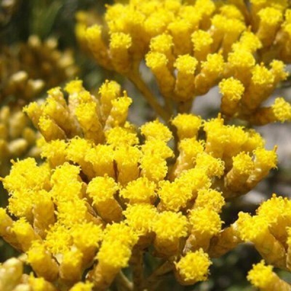 Helichrysum - Wild