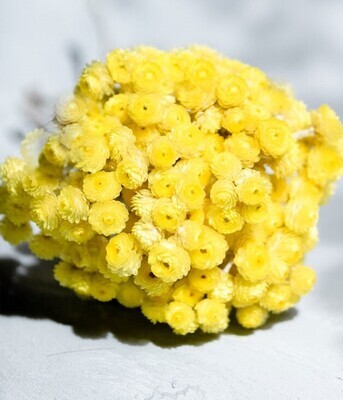 Immortelle - Org