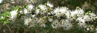 Kunzea