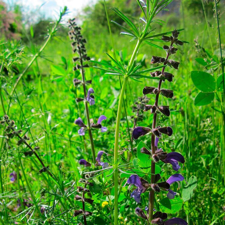 Clary Sage