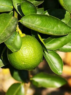 Bergamot