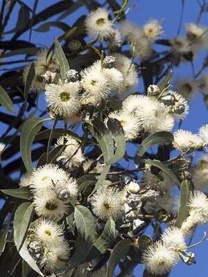 Eucalyptus, Common