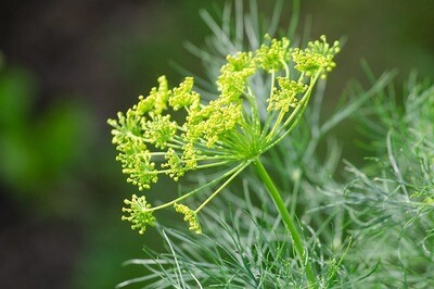 Dill