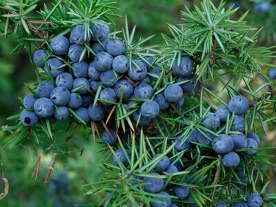 Juniper Berry