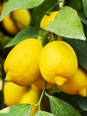 Lemon