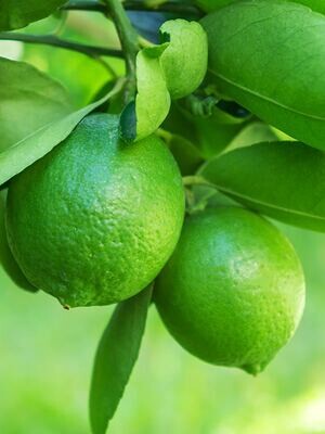 Lime