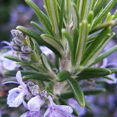 Rosemary, Verbenone
