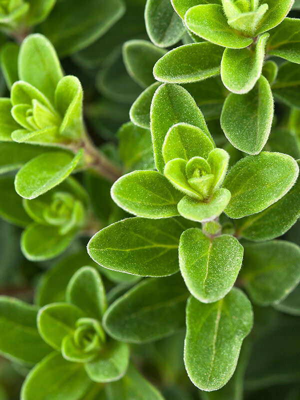 Marjoram