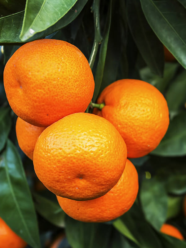 Mandarin