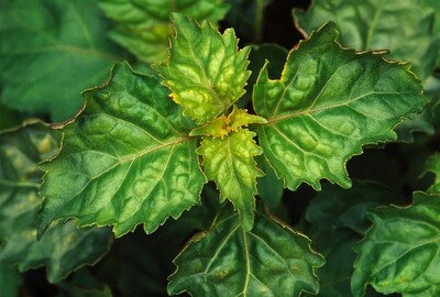 Patchouli