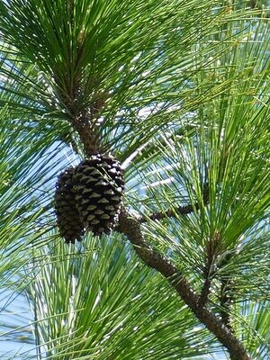 Pine, Scots