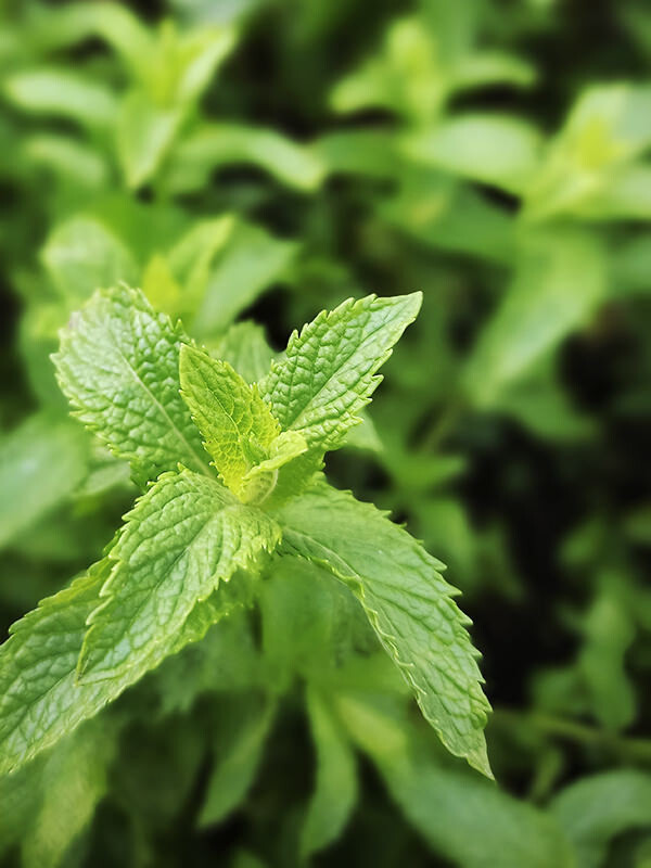 Spearmint