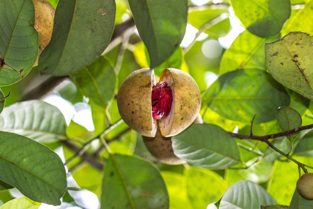 Nutmeg