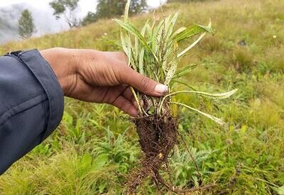 Spikenard