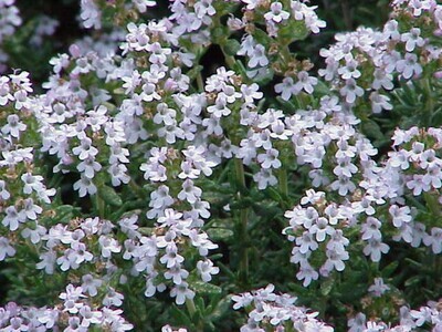 Thyme, Mild