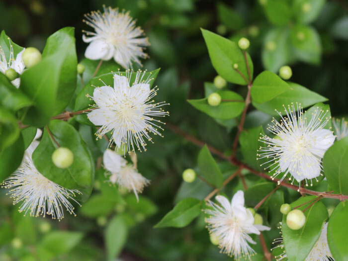 Myrtle