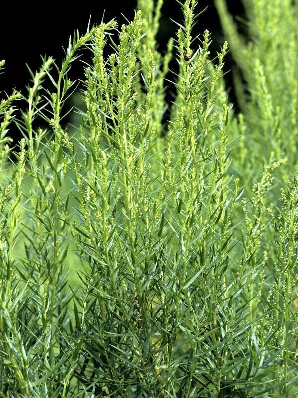 Tarragon