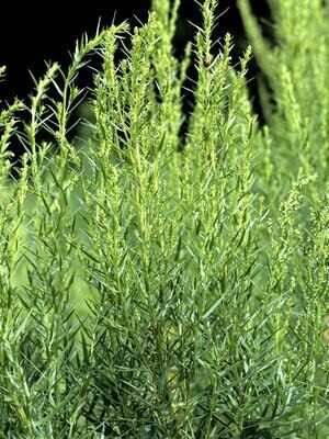 Tarragon