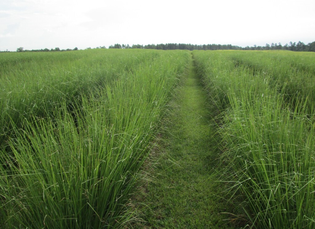 Vetiver