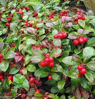 Wintergreen