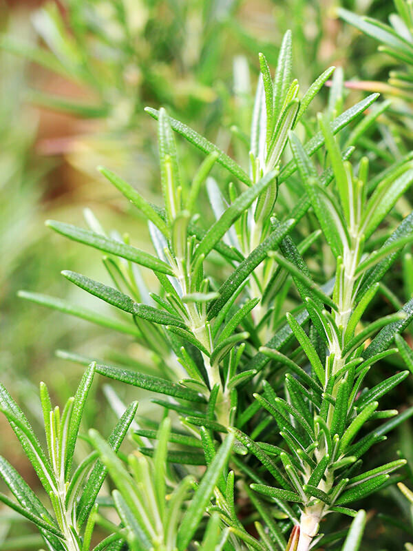 Rosemary