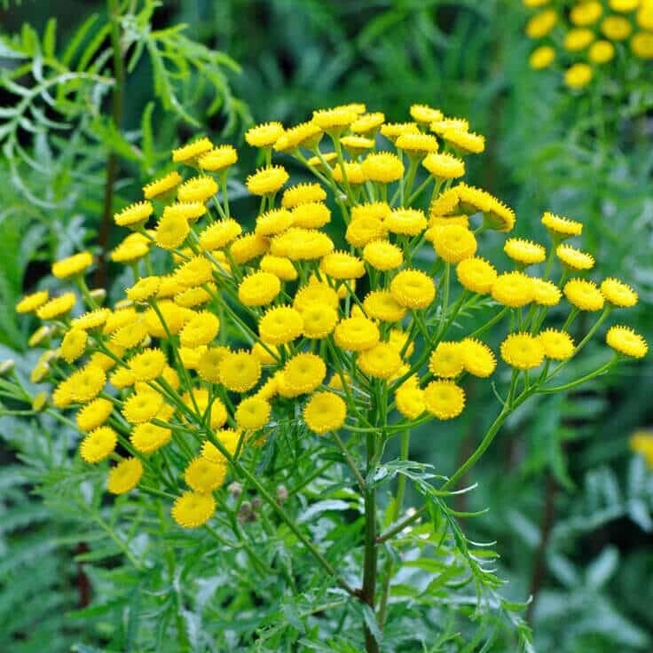 Tansy, Blue