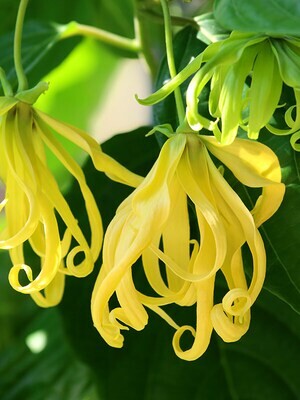 YlangYlang