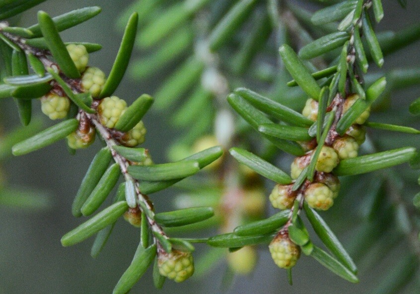 Spruce