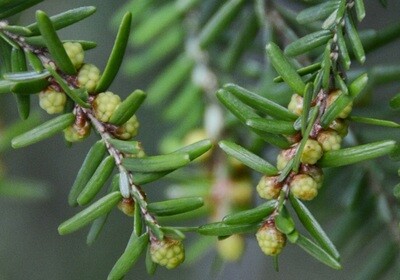 Spruce