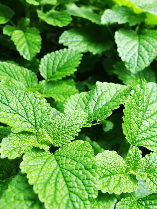 Peppermint Balm