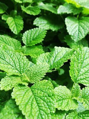 Peppermint Balm
