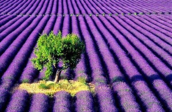Lavender Balm