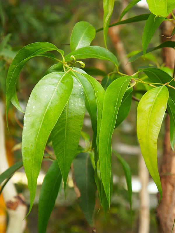 Eswatini Radiata 1/3oz