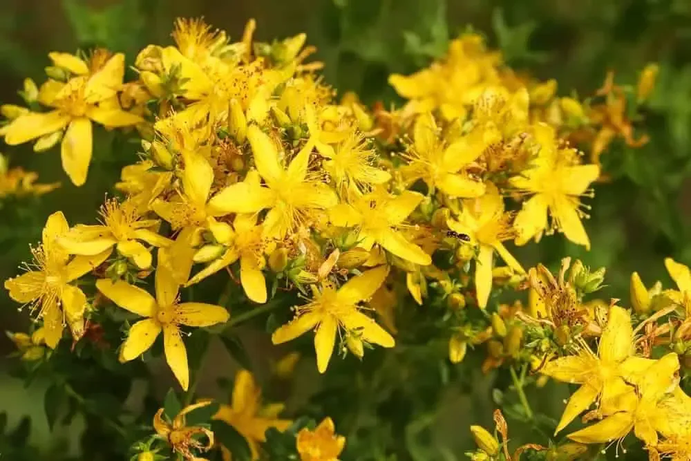 St Johns Wort