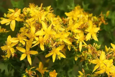 St Johns Wort