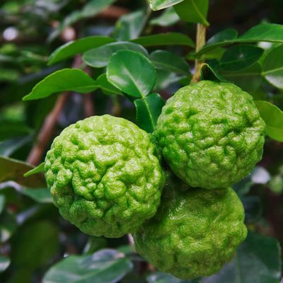 Kaffir Lime 1/3oz