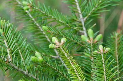 Balsam Fir 1/3oz