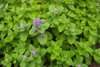 Catnip, Lemon 1/6oz