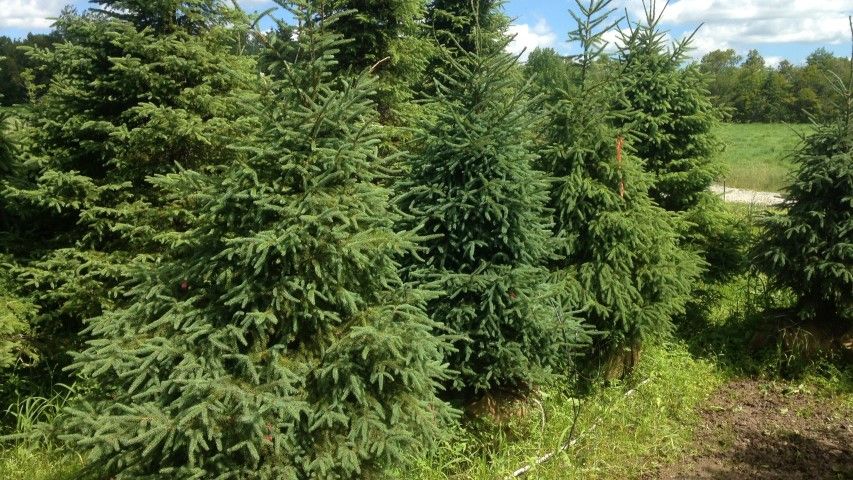 Black Spruce